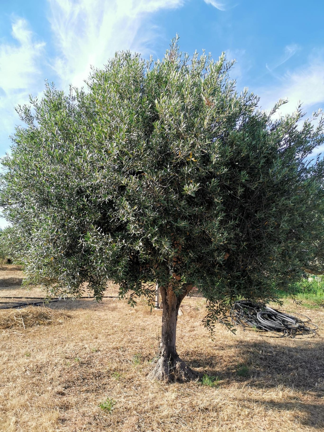 Alter Olivenbaum in Strasatti, Marsala